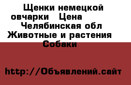 Щенки немецкой овчарки › Цена ­ 6 000 - Челябинская обл. Животные и растения » Собаки   